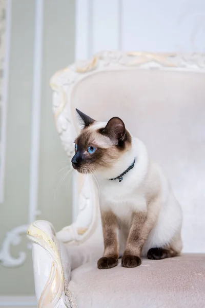 Le thème de la décoration et des bijoux pour animaux. Belle femme chat posant sur une chaise vintage à l'intérieur baroque. Mekogon Bobtail ou chat thaïlandais sans queue avec un collier sur le cou — Photo
