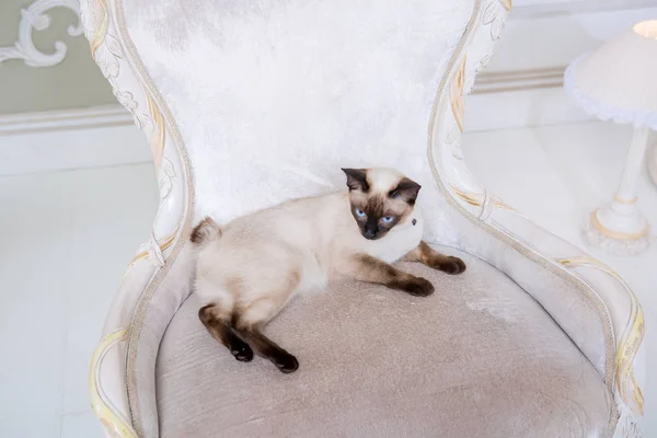 Le thème de la richesse et du luxe. Le chat narcissique impudent de race Mekong Bobtail pose sur une chaise de vinage dans un intérieur coûteux. Chat thaïlandais sans queue et bijoux. Décoration sur le cou — Photo