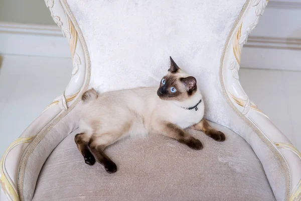 Le thème de la richesse et du luxe. Le chat narcissique impudent de race Mekong Bobtail pose sur une chaise de vinage dans un intérieur coûteux. Chat thaïlandais sans queue et bijoux. Décoration sur le cou — Photo