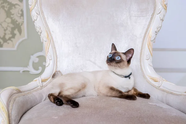 Le thème de la décoration et des bijoux pour animaux. Belle femme chat posant sur une chaise vintage à l'intérieur baroque. Mekogon Bobtail ou chat thaïlandais sans queue avec un collier sur le cou — Photo