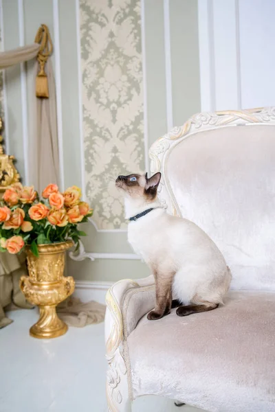 Το θέμα της διακόσμησης και κοσμήματα για τα ζώα. Όμορφη γυναίκα γάτα ποζάρουν σε μια vintage καρέκλα στο μπαρόκ εσωτερικό. Mekogon Bobtail ή Ταϊλανδέζικη γάτα χωρίς ουρά με κολιέ στο λαιμό — Φωτογραφία Αρχείου