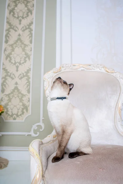 Mekong bobtail adult cat female. Beautiful breed cat Mekongsky Bobtail. pet cat without tail sitting on chic armchair. retro baroque chair in a royal French interior. cat sitting on antique chair