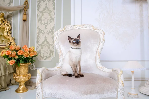 Mekong bobtail adult cat female. Beautiful breed cat Mekongsky Bobtail. pet cat without tail sitting on chic armchair. retro baroque chair in a royal French interior. cat sitting on antique chair