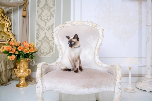 Temat för dekoration och smycken för djur. Vacker katt kvinna poserar på en vintage stol i barock interiör. Mekogon Bobtail eller thailändsk katt utan svans med ett halsband på halsen — Stockfoto
