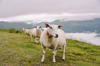 Bulutlu bir günde dağ çiftliğinde koyunlar. Vadide otlayan koyunlarla dolu Norveç manzarası. Norveç dağının zirvesinde koyunlar. Ekolojik üreme. Koyunlar kutu odun yer. Koyun koyunu dağda otluyor.