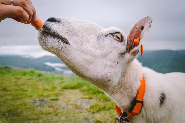 Schafe auf einem Bergbauernhof an einem bewölkten Tag. Eine Frau weidet in den Bergen Norwegens ein Schaf. Ein Tourist gibt einem Schaf Futter. idyllische Landschaft der Schafzucht in Norwegen. zufriedene Schafe, in Norwegen — Stockfoto