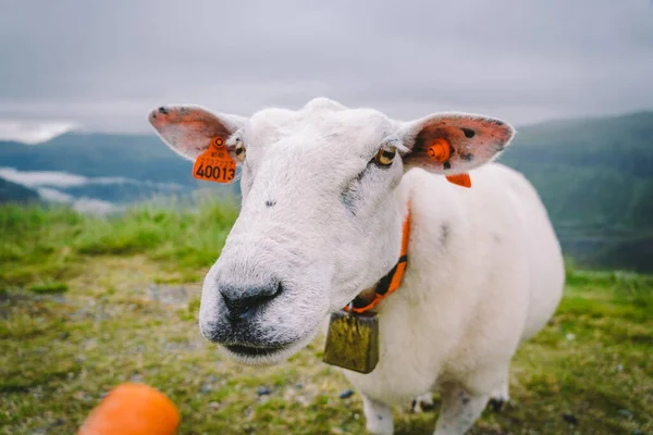 Овцы на горной ферме в облачный день. Женщина кормит овцу в горах Норвея. Турист дает еду овце. Идиллический пейзаж овцефермы в Норвегии. Content Sheep, Норвегия — стоковое фото