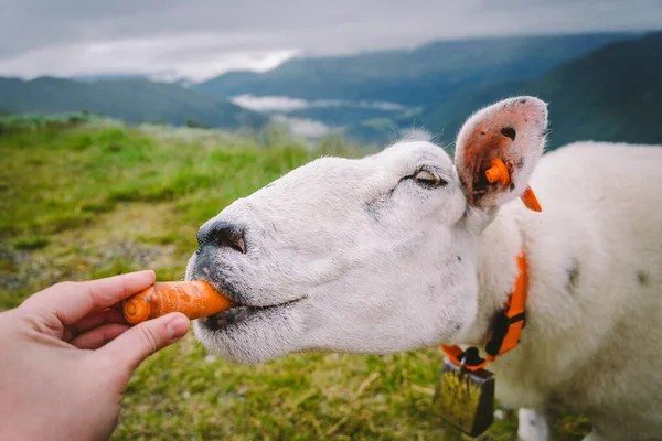 Får på en fjällgård en mulen dag. En kvinna föder ett får i bergen i Norge. En turist ger mat till ett får. Idylliskt landskap av får gård i Norge. Innehåll Får, i Norge — Stockfoto