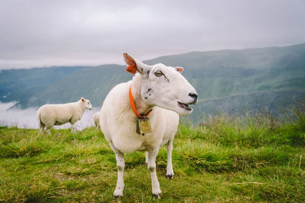Овцы на горной ферме в облачный день. Норвежский пейзаж с выпасом овец в долине. Овцы на вершине горы Норвегии. Экологическое разведение. Овцы едят боксвуд. Овца, пасущаяся на пастбище в горах — стоковое фото