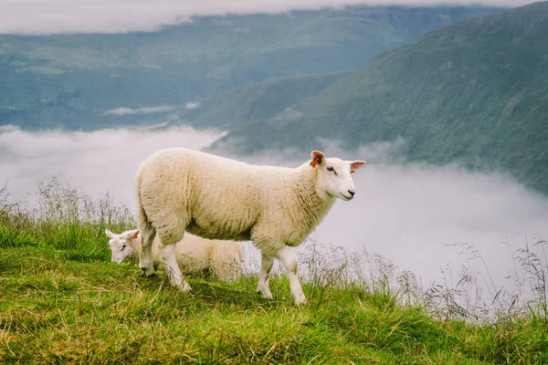 Sheeps on mountain farm on cloudy day. Norwegian landscape with sheep grazing in valley. Sheep on mountaintop Norway. Ecological breeding. Sheep eat boxwood. Ewe sheep grazing on pasture in mountain — Stock Photo, Image
