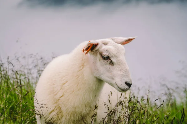 Овцы на горной ферме в облачный день. Норвежский пейзаж с выпасом овец в долине. Овцы на вершине горы Норвегии. Экологическое разведение. Овцы едят боксвуд. Овца, пасущаяся на пастбище в горах — стоковое фото