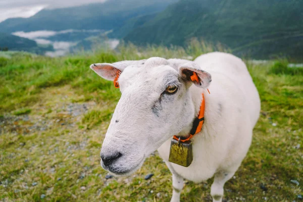 Schafe auf einem Bergbauernhof an einem bewölkten Tag. norwegische Landschaft mit Schafen, die im Tal weiden. Schafe auf Berggipfeln Norwegens. ökologische Zucht. Schafe fressen Buchsbaum. Schafe weiden auf der Weide in den Bergen — Stockfoto