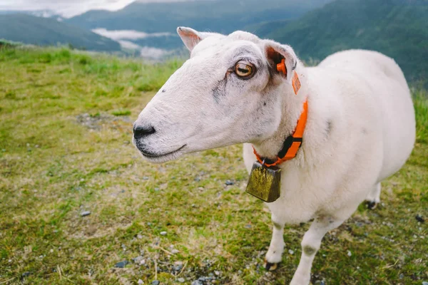 Får på fjällgård på mulen dag. Norskt landskap med får som betar i dalgången. Får på bergstoppen i Norge. Ekologisk avel. Får äter boxwood. Tackor betar på betesmark i fjällen — Stockfoto