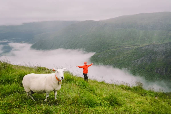 下雨天,在北方靠近绵羊的地方,女徒步旅行者站在山上. 游客和牛群正在北方的山区大雾中清理. 探索斯堪的纳维亚半岛的自然 — 图库照片
