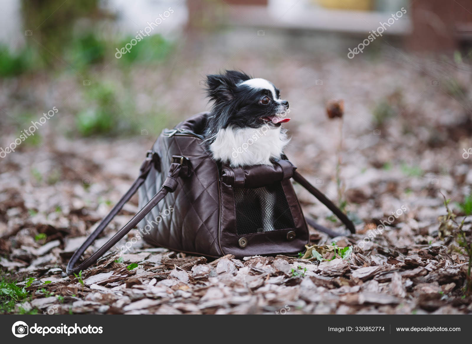 Handbag Chihuahua