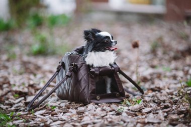 Evcil Hayvan Taşıyıcısı. Küçük Köpek İçin Hayvan Taşıyıcı. Köpek Taşıma Çantası. Chihuahua ve hayvan taşıma çantası. Bir köpeği el çantasında taşımak.