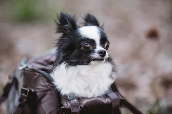 Haustier-Reisewagen. Tragetasche für kleine Hunde. Hundetragetasche. Koffer für Chihuahua und Haustier. Transport eines Hundes in einer Handtasche — Stockfoto