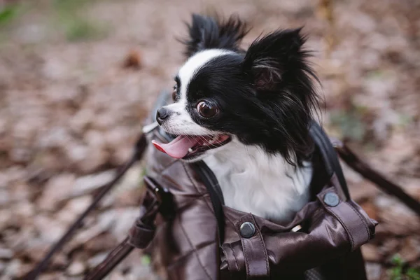 Haustier-Reisewagen. Tragetasche für kleine Hunde. Hundetragetasche. Koffer für Chihuahua und Haustier. Transport eines Hundes in einer Handtasche — Stockfoto