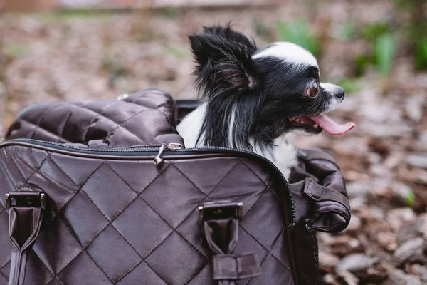 Руйнівник поїздок. Русалонька для малої собаки. Пес носив торбинку. Чіхуахуа і домашній улюбленець несуть чемодан. Транспортування собаки в сумочці. — стокове фото