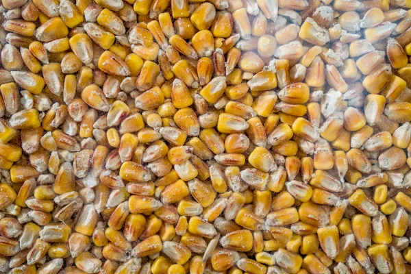 Corn texture. Yellow corns as background. Maize grains texture, harvested corn seed. Corn Surface Texture Top View Close up. Pattern Background. raw fresh corn texture