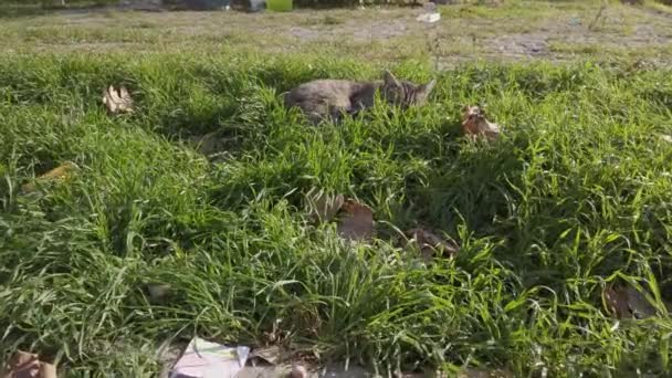 Home-made housing voor dakloze katten in Istanbul, Turkije 27 oktober 2019. Dwaze straat katten hebben een rust in de stad op een zonnige dag — Stockvideo