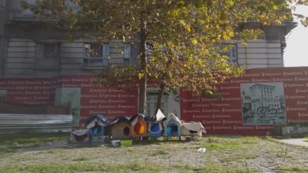 Hausgemachte Unterkunft für obdachlose Katzen in Istanbul, Türkei 27. Oktober 2019. törichte Straßenkatzen ruhen sich an einem sonnigen Tag in der Stadt aus — Stockvideo