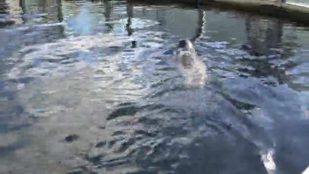 Young seal swims in a lake. Seal swims in nature. Close-Up Of sea calf. Sea Lion Swims And Looks Out Of The Water — Stock Video