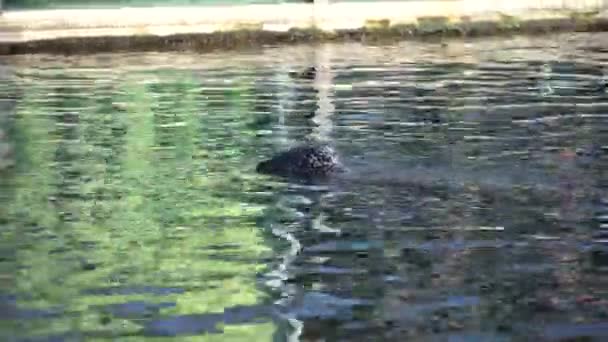 Молодий тюлень плаває в озері. Печатка плаває в природі. Вид з морського теляти. Морський лев плаває і визирає з води — стокове відео