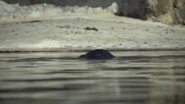 Młode foki pływają w jeziorze. Pieczęć pływa w naturze. Zbliżenie cielęcia morskiego. Lew morski pływa i wygląda z wody — Wideo stockowe