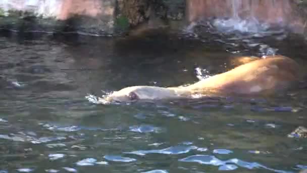 Unga sälar simmar i en sjö. Seal simmar i naturen. Närbild av havskalv. Sjölejon simmar och ser ut ur vattnet — Stockvideo