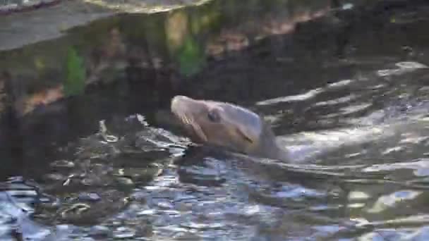 La joven foca nada en un lago. El sello nada en la naturaleza. Primer plano de ternera de mar. León marino nada y se ve fuera del agua — Vídeos de Stock