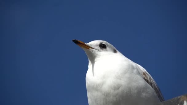 Close up portrait of screaming seagull, white bird with orange beak against blue clear sky, wildlife scene. European herring gull, Larus argentatus — 비디오