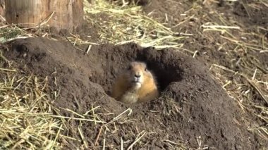 Bir dağ sıçanının yemek yemesine yakın çekim. Yetişkin Kahverengi dağ sıçanı. Yaklaş. Marmota Marmota. Alp dağ sıçanı ve pençeleriyle yiyor. Birçok sincap kemirgen yemek yer.