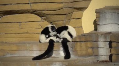 İki siyah beyaz Varyete maymunu bir kayanın üzerinde oynuyorlar. Lemurlar güneşli havada rahatlamak için eğlenir. Siyah ve beyaz. Wari, varecia.