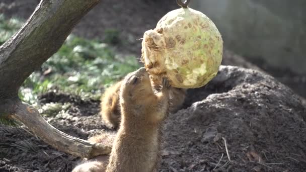 Primer plano de una marmota alpina comiendo. Marmota alpina marrón adulto de cerca. Marmota Marmota. Marmota alpina y come con las patas. Muchos roedores de ardilla comen alimentos — Vídeos de Stock