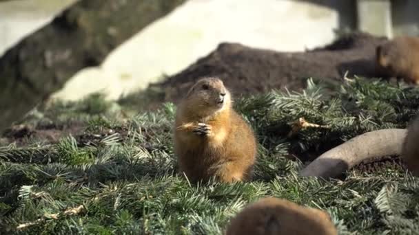 Closeup of an alpine marmot eating. Adult Brown Alpine Marmot Close Up. Marmota Marmota. alpine marmot and eats with the paws. Many squirrel rodents eat food — Stock Video