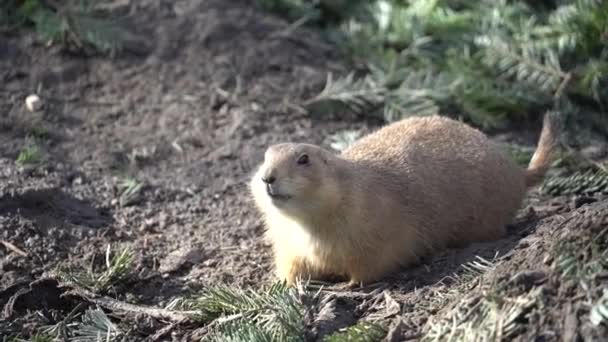 Perto de uma marmota alpina a comer. Adulto Brown Alpine Marmot Close Up. Marmota Marmota. marmota alpina e come com as patas. Muitos roedores de esquilo comem alimentos — Vídeo de Stock