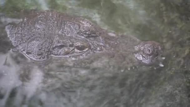 Kop van een krokodil in helder water, van dichtbij gezien. Portret van een krokodil. Bedreigende roofzuchtige grote krokodil liggend in rustig water van dichtbij — Stockvideo