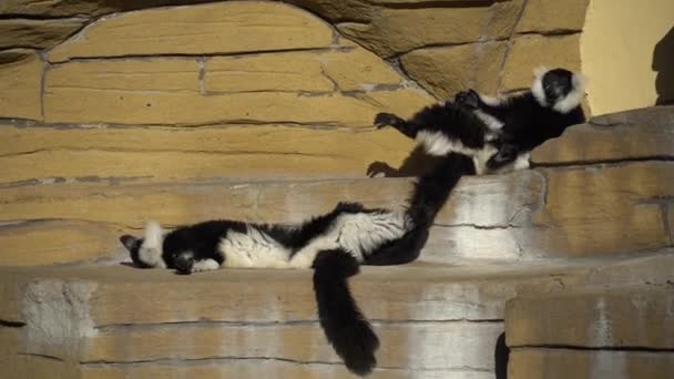 Dwie czarno-białe małpy grające na skale. Lemury vari bawią się aktywnie zrelaksować w słonecznej pogodzie. Czarno na białym. Wari, obrzęki — Wideo stockowe