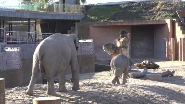 African Elephant Baby And Mom. Le monde animal. Elephant famille maman et bébé marcher sur leur territoire par temps ensoleillé 