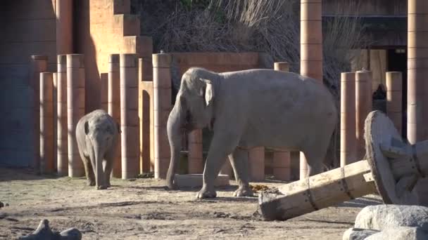 非洲象宝宝和妈妈。 动物世界 在阳光充足的天气里，大象的妈妈和宝宝在它们的领地上散步 — 图库视频影像