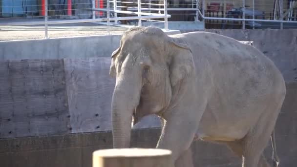 Bambino elefante africano e mamma. Mondo animale. Elefante famiglia mamma e bambino a piedi sul loro territorio nel tempo soleggiato — Video Stock