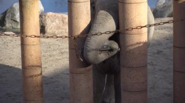 Afrikalı Fil Bebek ve Anne. Hayvanlar Dünyası. Fil ailesi anne ve bebek güneşli havada kendi bölgelerinde yürür.