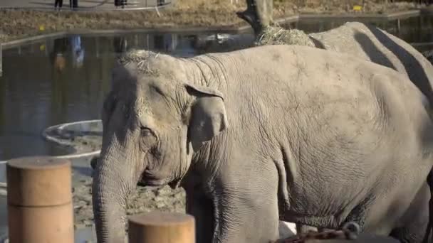 Elefante Africano Bebé y Mamá. Mundo animal. Elefante familia mamá y bebé caminar en su territorio en tiempo soleado — Vídeo de stock