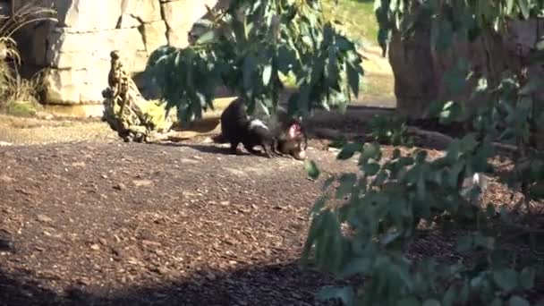 Tasmanian devil also known as marsupial devil and marsupial devil, lat Sarcophilus harrisii. A predatory marsupial mammal, the only species of the genus Sarcophilus — Stock Video