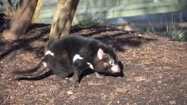 Diablo de Tasmania también conocido como diablo marsupial y diablo marsupial, lat Sarcophilus harrisii. Mamífero marsupial depredador, la única especie del género Sarcophilus — Vídeo de stock