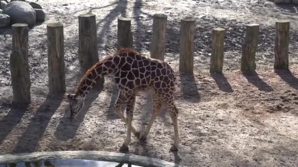 Girafa visita um buraco de rega no Parque. Girafa criança engraçado bebe água de um reservatório em Copenhague. Girafa camelopardalis água potável — Vídeo de Stock