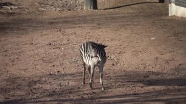 Çizgili siyah beyaz memeli hayvan zebra