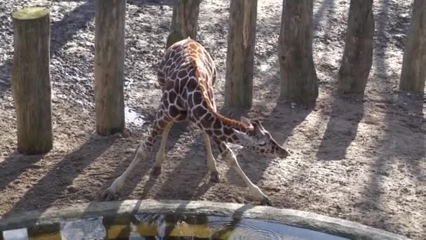 Girafa visita um buraco de rega no Parque. Girafa criança engraçado bebe água de um reservatório em Copenhague. Girafa camelopardalis água potável — Vídeo de Stock