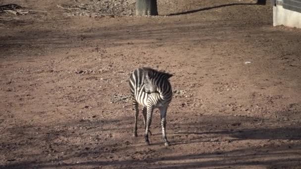 Csíkos fekete-fehér emlős állat zebra — Stock videók